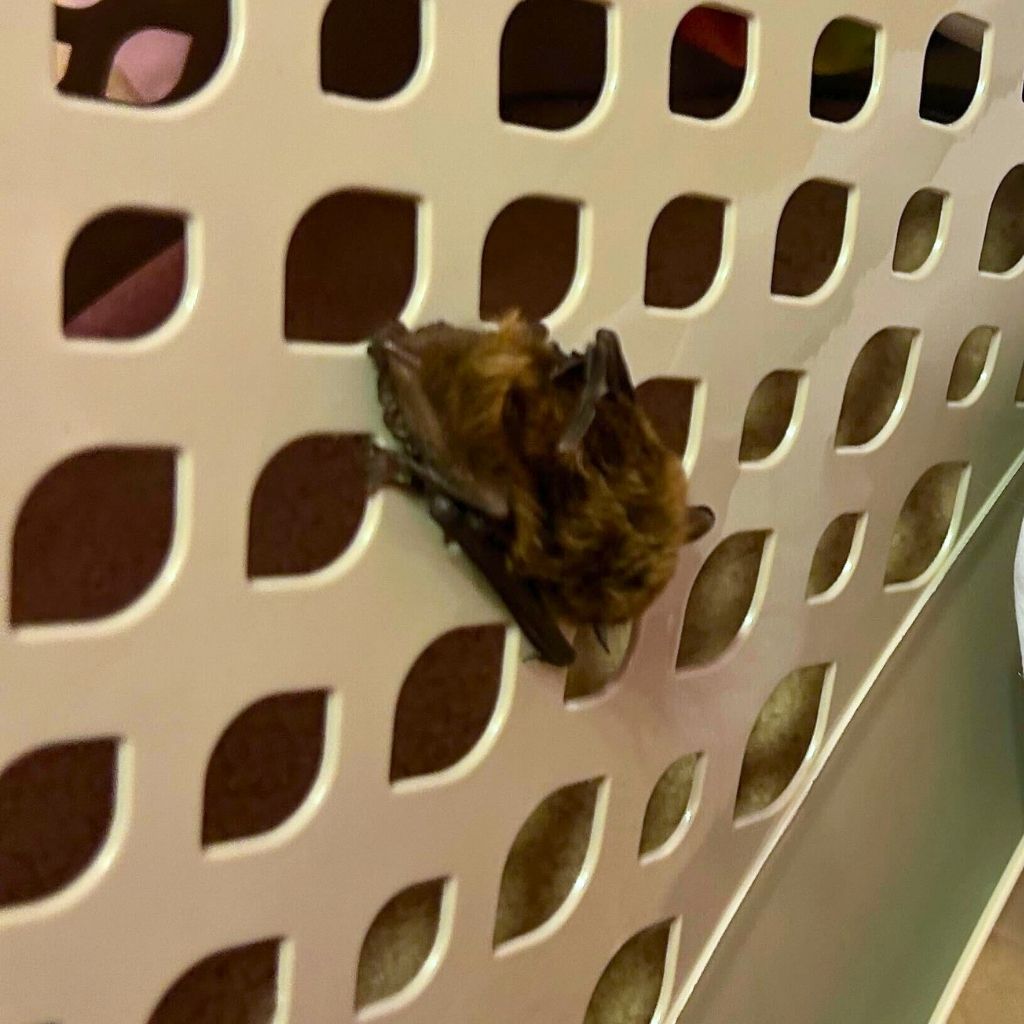 Professional bat Removal in Chattanooga