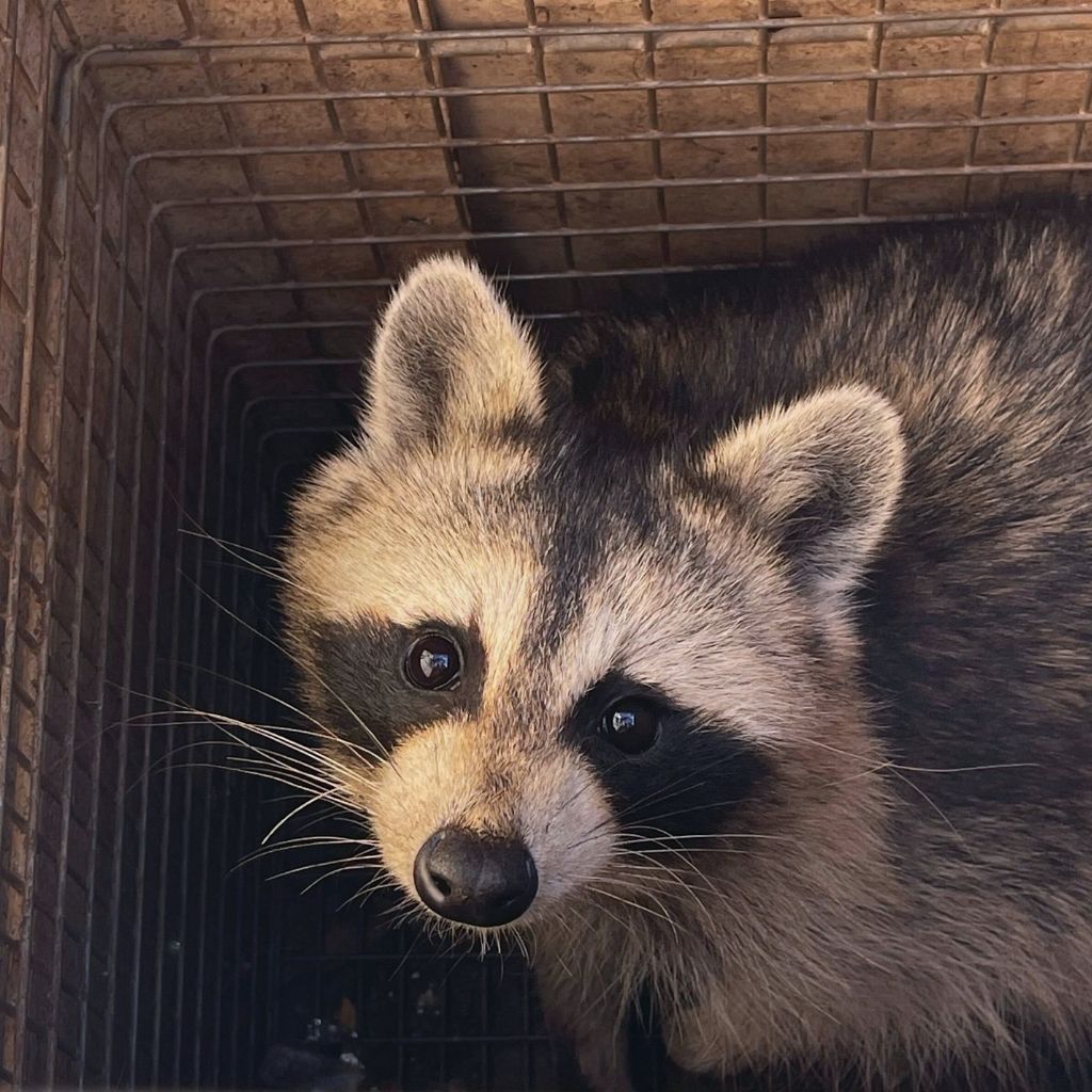 Raccoon Removal Complete Animal Care photo of raccoon in humane trap