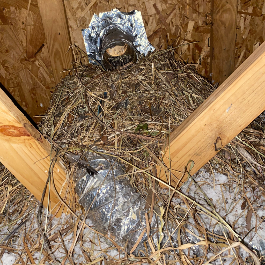 Birds in attic removal chattanooga