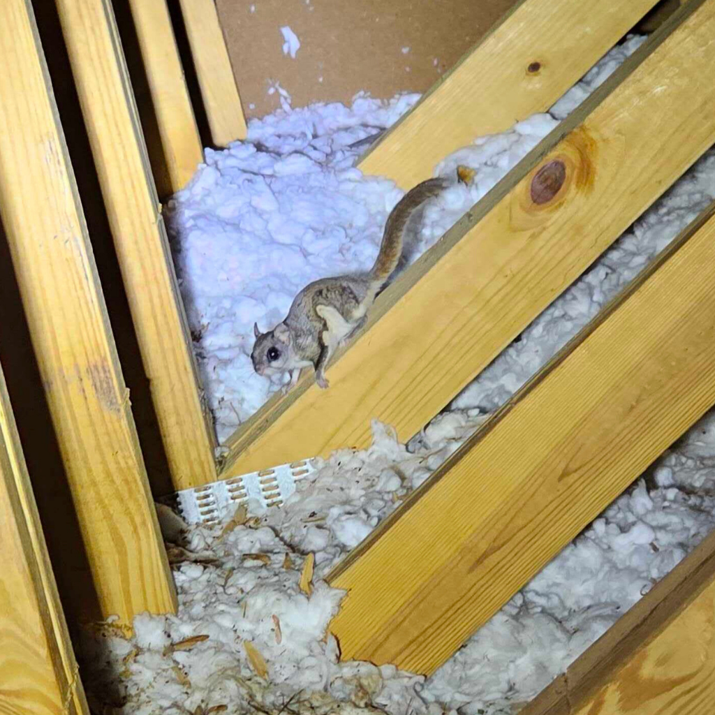 Flying squirrels in attic